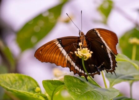 Ein Rostspitzen-Blattfalter (Siproeta epaphus) mit braun-orangen Flügeln und weißem Band sitzt auf einer kleinen gelben Blume.