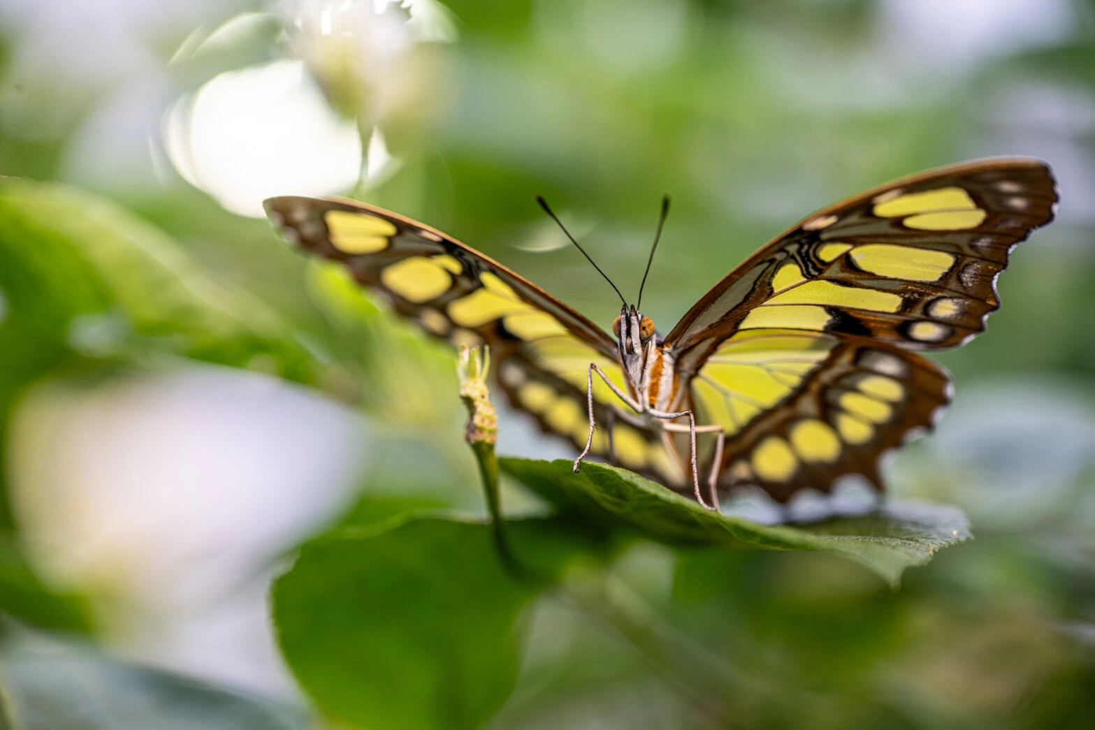 Nahaufnahme eines Malachitfalters mit gelb-grün gemusterten Flügeln auf einem Blatt in einem tropischen Schmetterlingshaus 