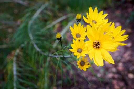Weidenblättrige Sonnenblume Mehrere Blüten einer weidenblättrigen Sonnenblume. Ursprüngliche Heimat war Nordamerika.