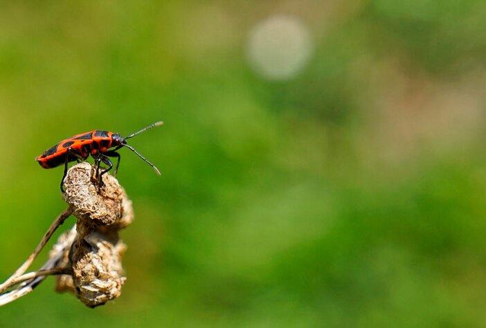Feuerkäfer (Pyrrhocoris apterus) auf trockenem Samenstand, scharf fokussiert vor grünem Hintergrund – Detailaufnahme mit klarer Farbwirkung