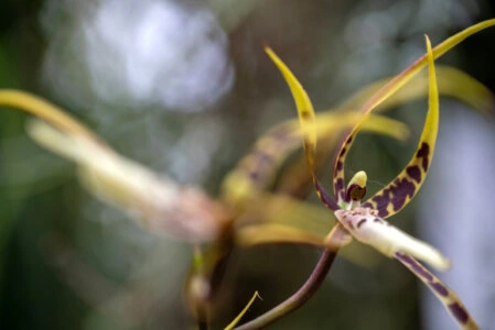 Ein Rostspitzen-Blattfalter (Siproeta epaphus) mit braun-orangen Flügeln und weißem Band sitzt auf einer kleinen gelben Blume.