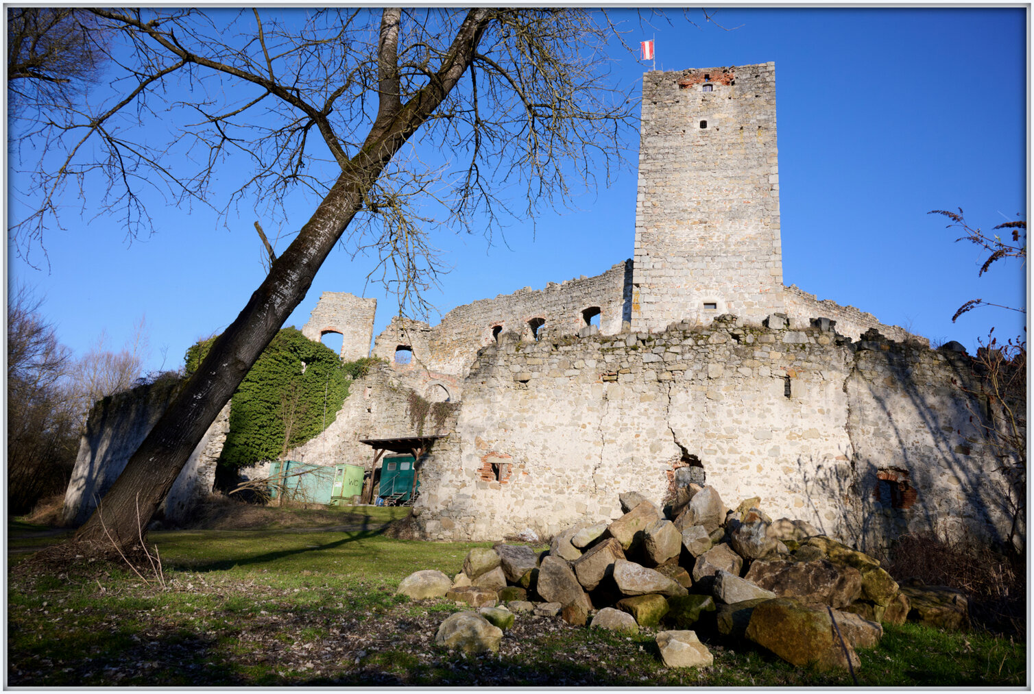 Ein Rostspitzen-Blattfalter (Siproeta epaphus) mit braun-orangen Flügeln und weißem Band sitzt auf einer kleinen gelben Blume.
