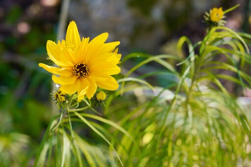 Weidenblättrige Sonnenblume bei schönem Wetter. Ab Ende September blüht sie auch in den heimischen Gärten. Die weidenblättrige Sonnenblume wurde im 19 Jahrhunder von Nordamerika eingeführt und ist auch in unseren Gärten öfters zu sehen.