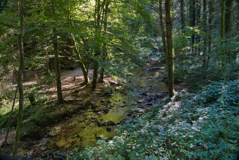 Flacher Wasserlauf zwischen Farnen und Bäumen; Sonnenlicht fällt durch das Blätterdach und erzeugt Lichtflecken – stille Szene mit vegetativer Tiefe und Klarheit.