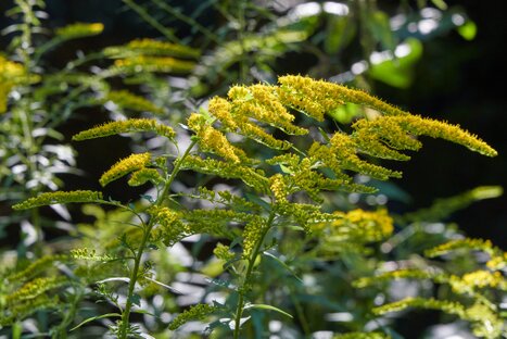 Gelbe Blütenrispen der Goldrute im Sonnenlicht; feine Struktur und sattes Grün, doch leicht überpräsent – ein Bild, das erst mit Abstand seine Ruhe entfaltet.