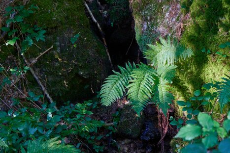 Große Farnblätter im Waldlicht, umgeben von Moos und Steinen; feine Texturen und vegetative Dichte verleihen der Szene stille Tiefe und rhythmische Klarheit.