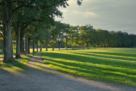Geschwungener Weg durch Wiesen mit langer Baumschattenlinie; spätes Licht und Wolkenzug verleihen der Szene stille Tiefe und vegetative Bildruhe.