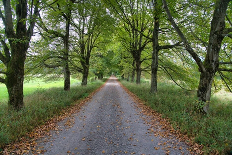 Gerader Kiesweg, gesäumt von hohen Bäumen mit dichtem grünen Laub, die ein natürliches Blätterdach bilden. Entlang der Wegesränder liegen vereinzelt herabgefallene Blätter, die auf den beginnenden Herbst hinweisen. Der Weg zieht sich perspektivisch in die Tiefe und vermittelt eine ruhige, symmetrische Atmosphäre in einem ländlichen oder parkähnlichen Umfeld.